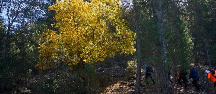 Pinar-de-la-Vidriera